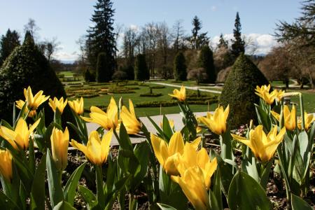 prvi letošnji tulipani nad francoskim vrtom Arboretum Volčji Potok foto Klara Kopač